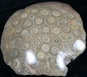 Polished Fossil Coral Head - Morocco #8844-1